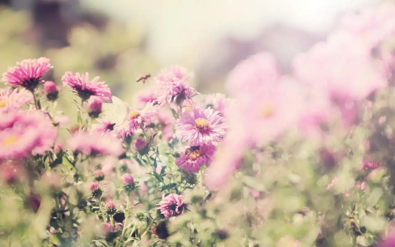 小清新唯美桌面高清壁纸_风格壁纸_壁纸下载_美桌网