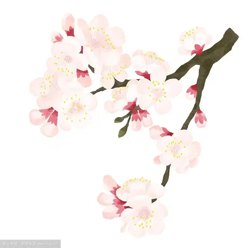 节气三月惊蛰盛开的杏花插画