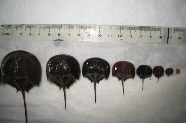 08iucn物种存续调查委员会之鲎专家小组委员陈章波教授因此,目前