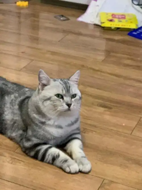 美短虎斑起名字