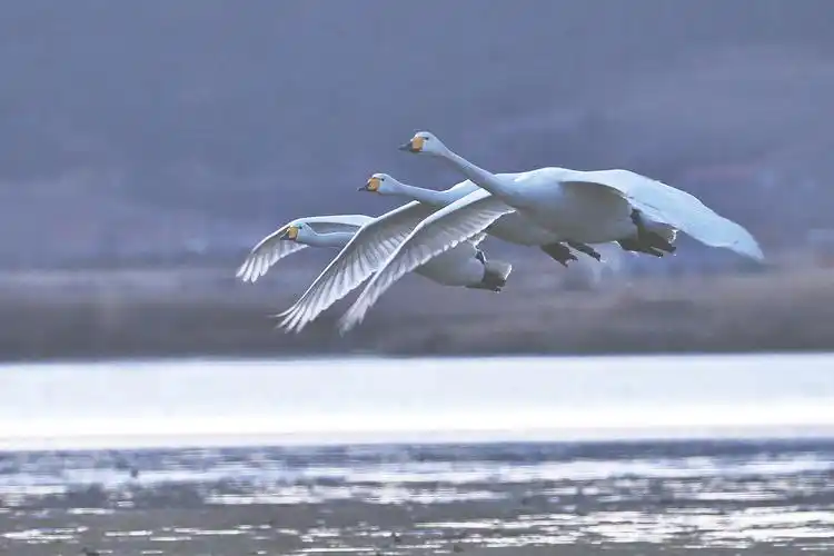 742月21日清晨,大天鹅在山东省荣成市天鹅湖飞翔