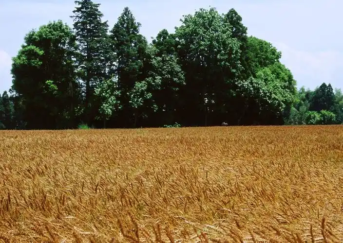 电脑壁纸 风景 金色的麦田