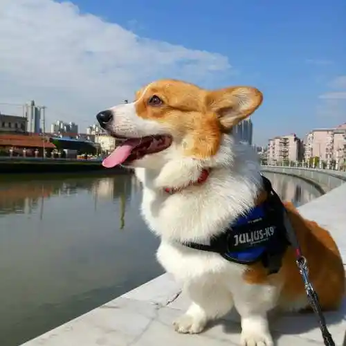 三,柯基犬