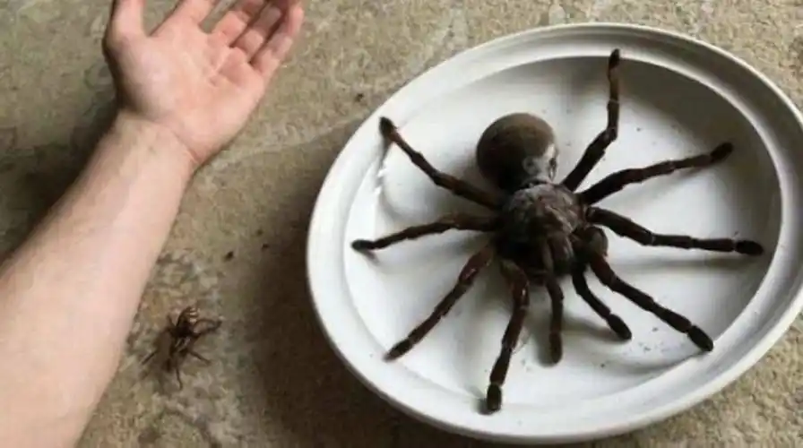 巨型剧毒蜘蛛,成年男子小臂那么长!