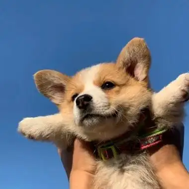 头像狗狗可爱蠢萌清新