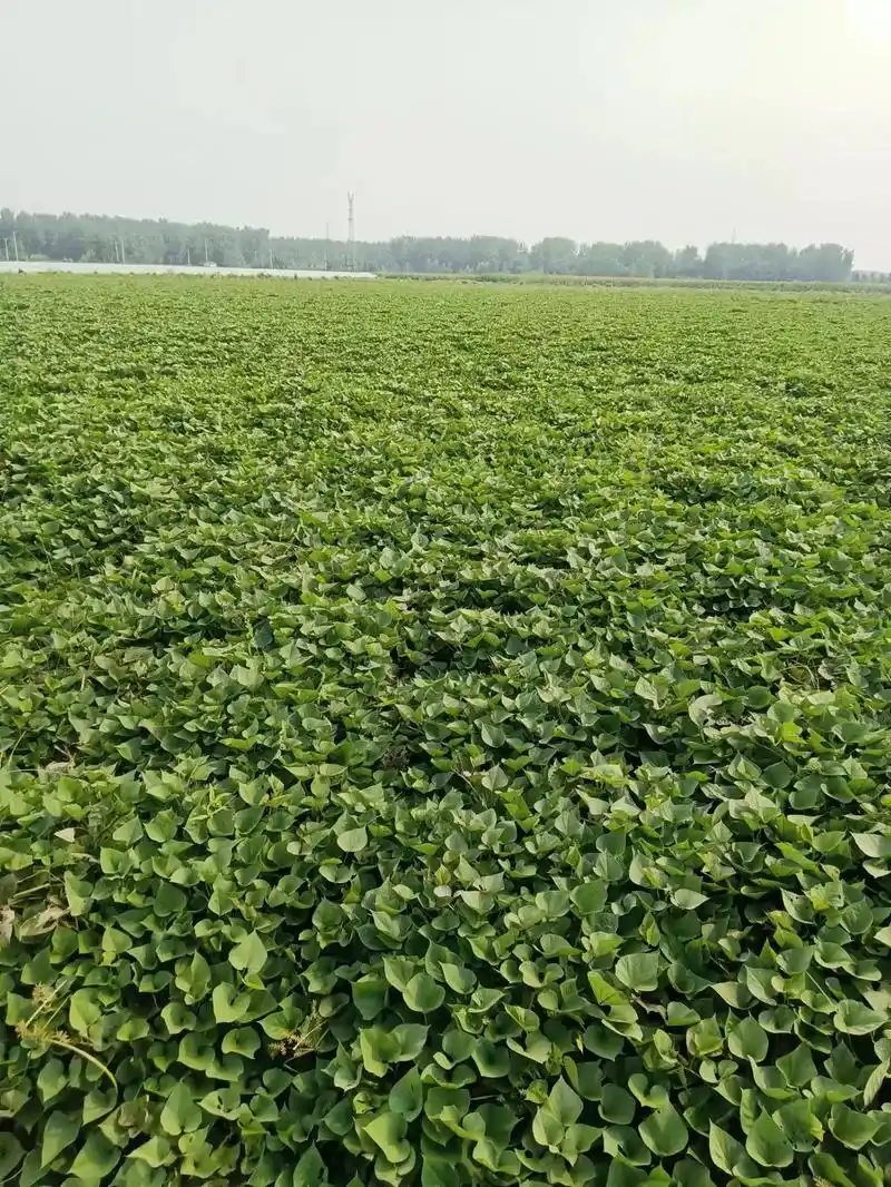 红薯种植土壤是关键 - 抖音