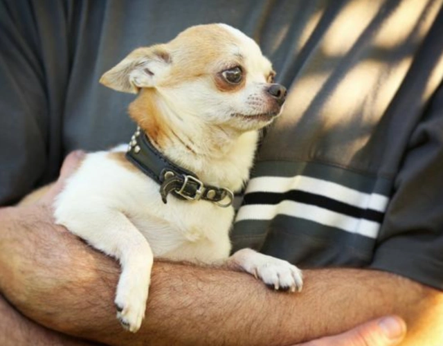 世界上超萌超可爱的4只狗狗,最后一个是有名的吃醋精,妒忌心强