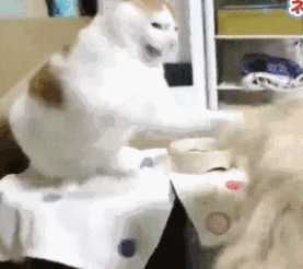 猫咪六亲不认暴打主人主人我妈妈都没有打过我狗子想呵呵