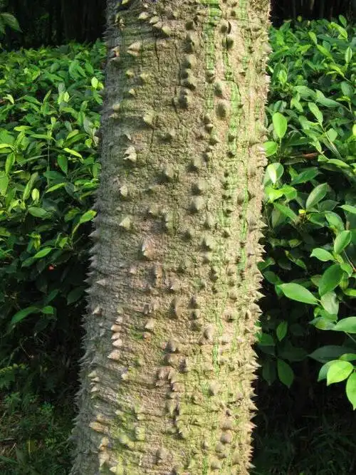 展开全部 美丽异木棉  你百度一下美丽异木棉树干图片看看吧