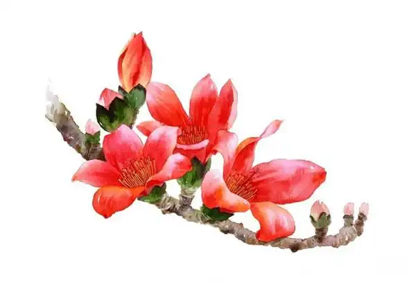 今天露西为大家带来了简单又好看的水彩画花卉教程,木棉花就是这次