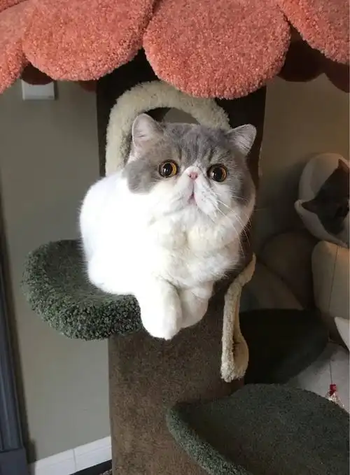 吸猫啦～喜欢异国短毛猫,异国长毛猫(加菲猫)的宝宝们欢迎关注