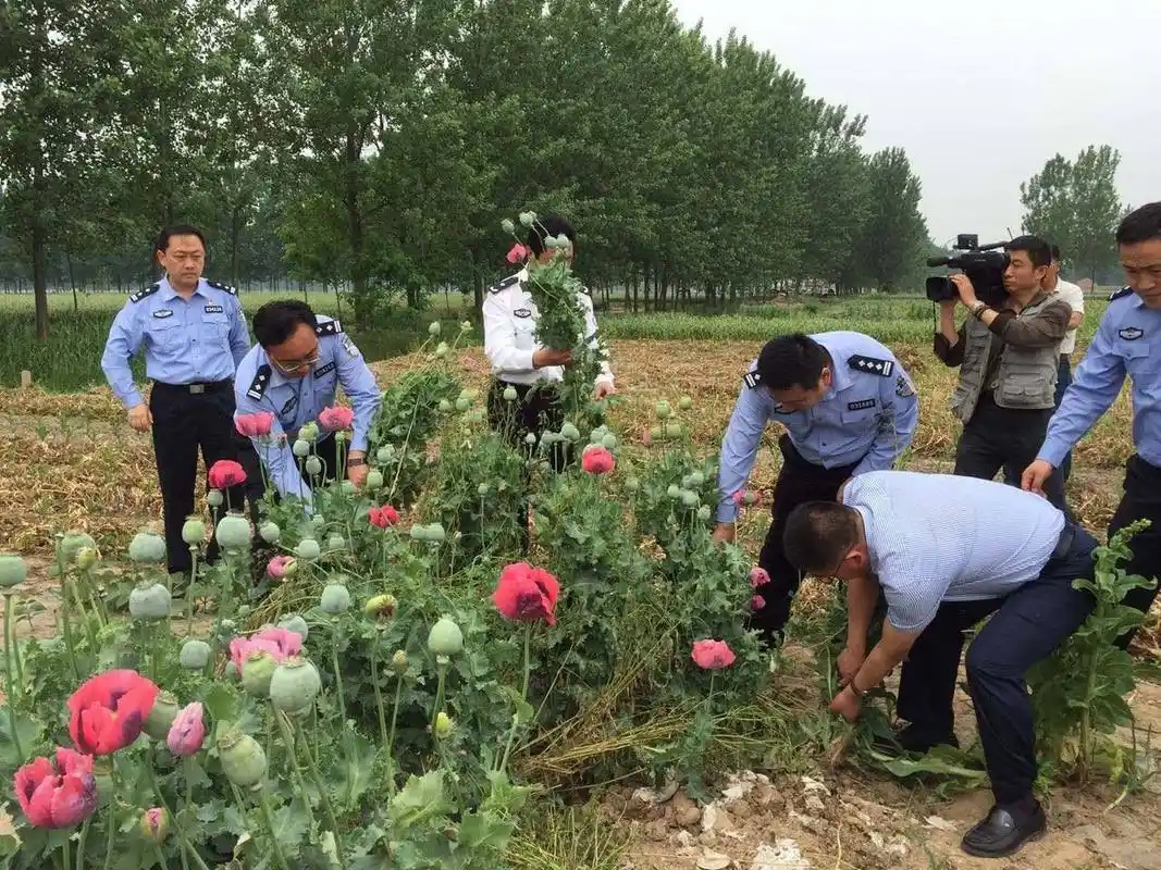 种植罂粟花多少棵违法罂粟怎么认定自行铲除
