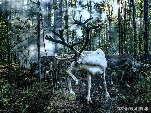 北方的驯养家畜,走进大山深处,看驯鹿呆萌的样子