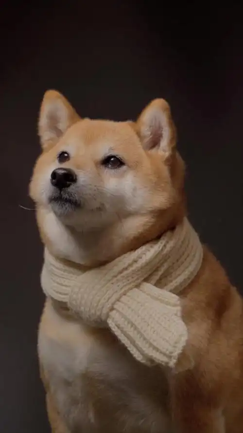 日本柴犬宠物狗摄影棚竖屏正版超高清4k商用授权视频素材下载(编号:bd