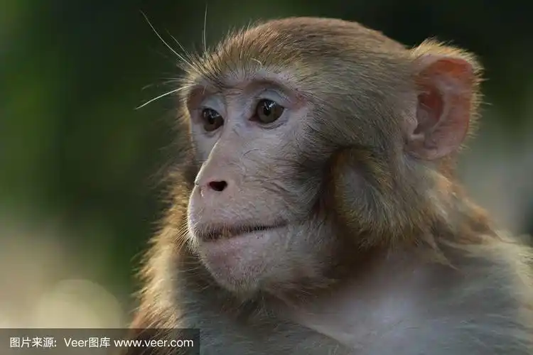 猴子的特写镜头
