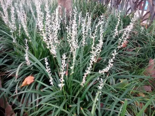 山麦冬的地理分布