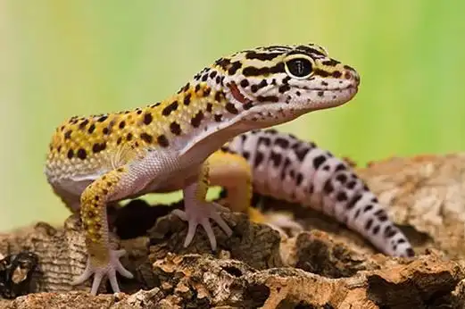 豹纹守宫吃水果吗