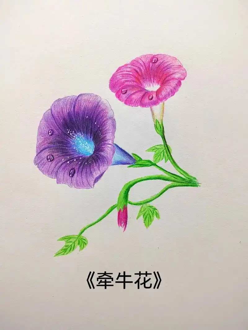 简单易学的彩铅花朵《牵牛花》