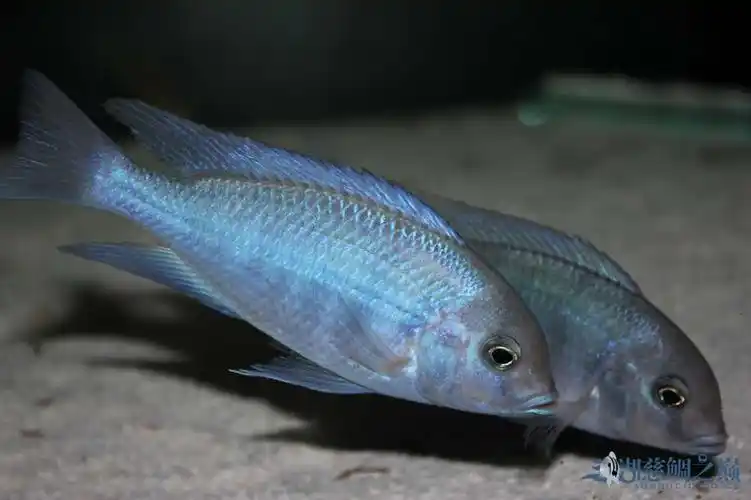【名鱼有主】乌市小新——蓝茉莉 - 三湖慈鲷玩家 - 龙巅三湖慈鲷