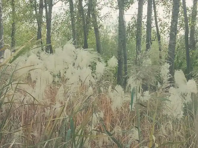 冬野茅花也诱人