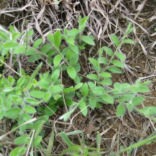 功效与作用益气,补肾,固精.主治用于心脏衰弱,红崩白带,梦遗滑精.