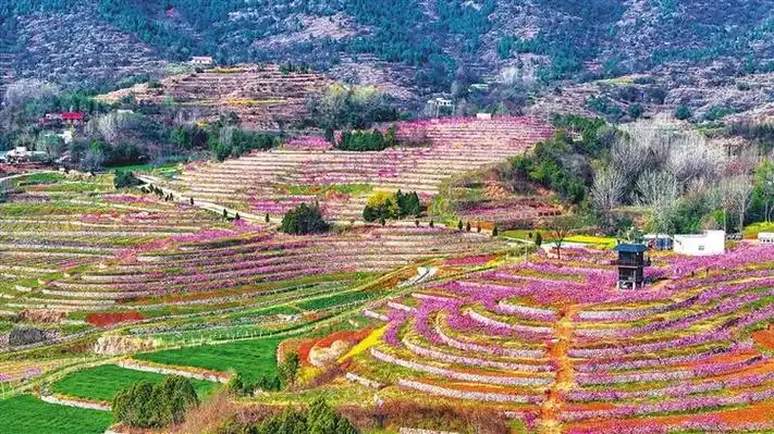 南阳市淅川县:桃花灼灼映春色