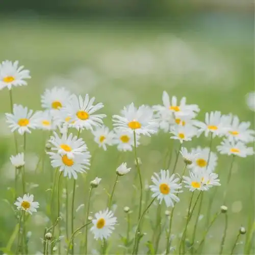 让人过目不忘的头像 高清好看高雅有气质的微信头像图片_微信头像