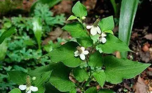 鱼腥草的功效及食疗方法