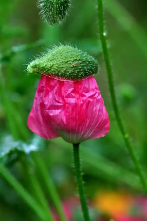 【转载】罂栗和罂栗花 2《罂粟花的脱变》