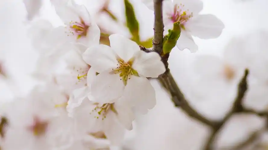 超清粉色樱花唯美高清桌面壁纸