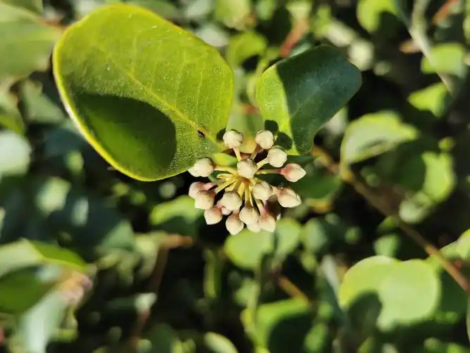 "小手牵大手"走珠海淇澳岛开展元旦观鸟调查活动