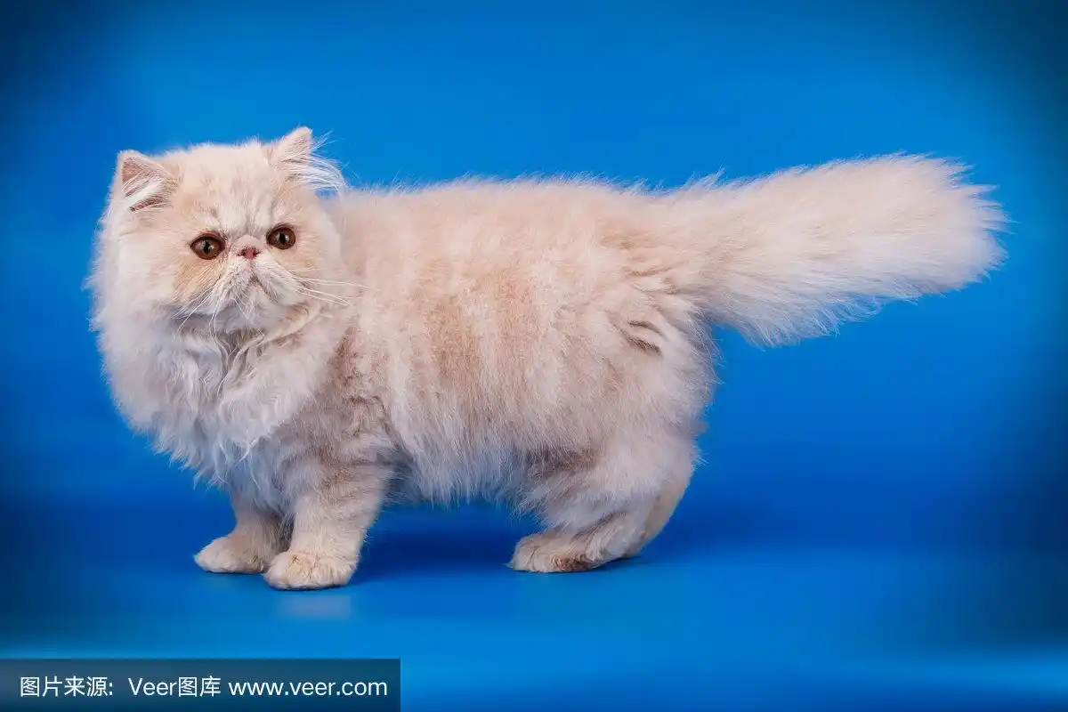 彩色背景上的波斯猫