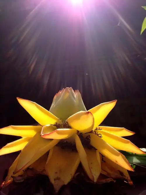 极乐佛光照金莲 - 江油论坛,因你更精彩!