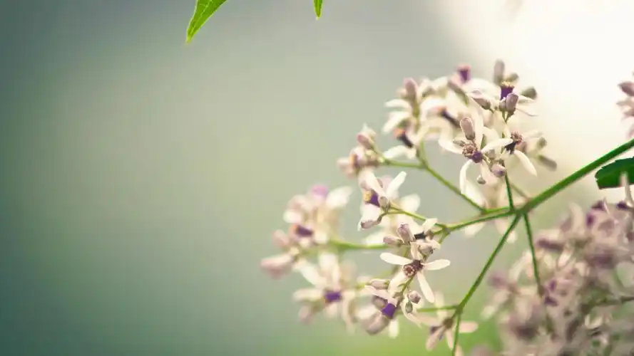 春天的花-欧莱凯设计网