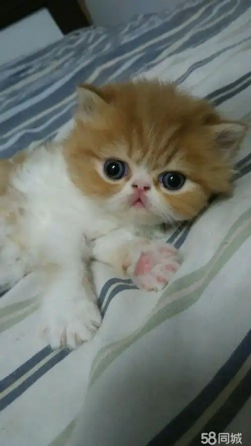 【图】美国cfa注册呼噜噜猫舍繁育纯种加菲猫 - 立山光明宠物猫