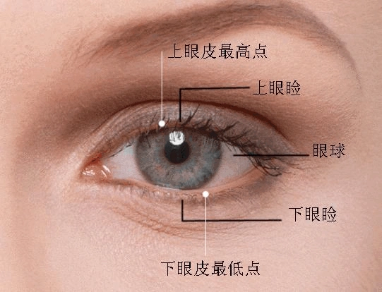 侧面看,上眼皮与下眼皮呈一个坡度.