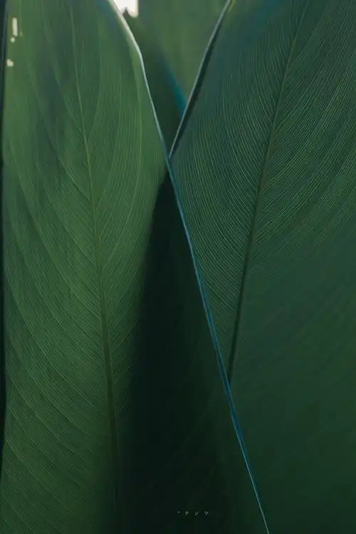 最近喜欢的绿色壁纸清凉护眼更新