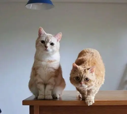 日本这两只萌萌的猫咪走红朋友圈网友看完这些晒照被治愈了