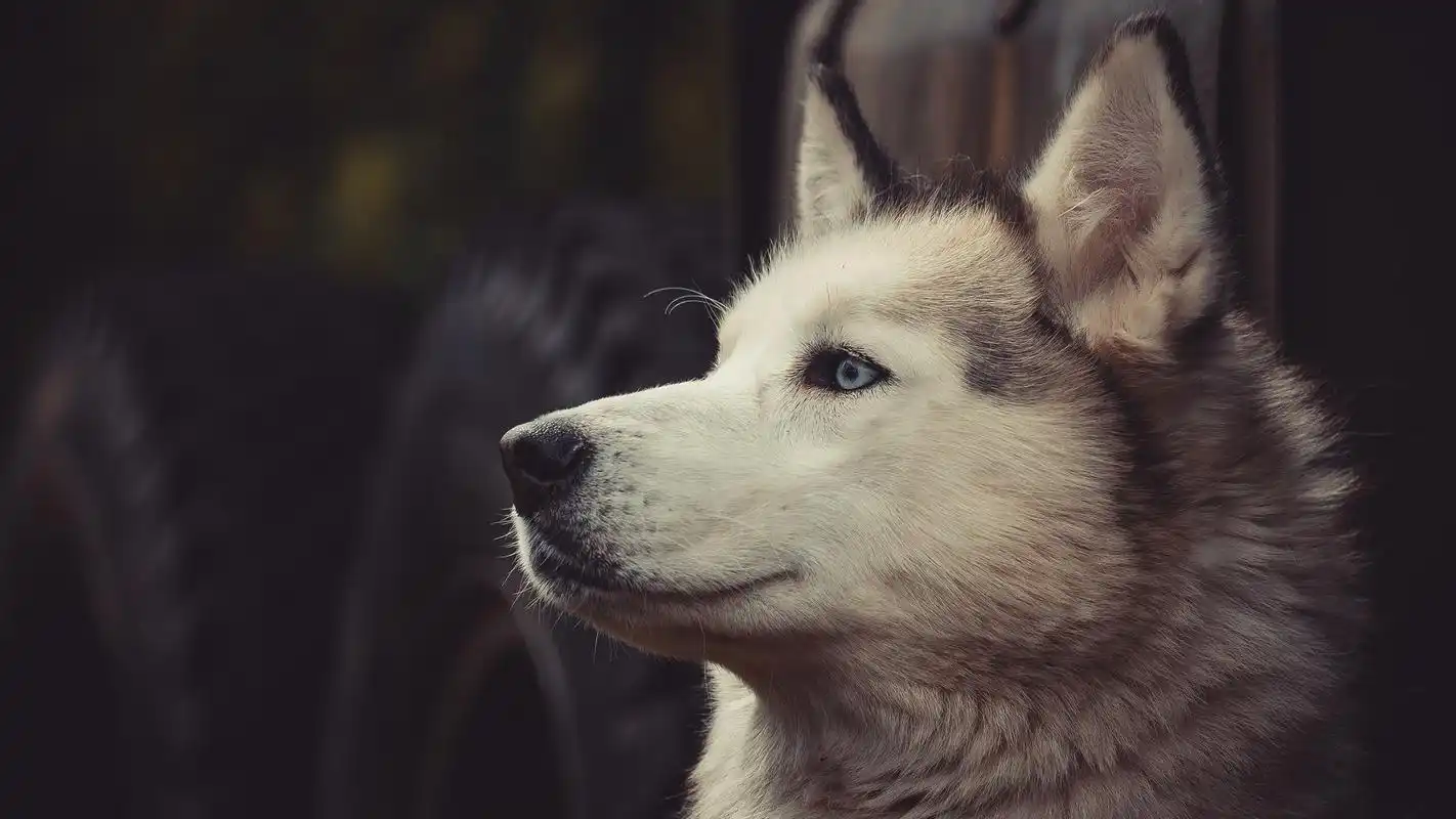 活泼可爱的哈士奇图片高清宽屏桌面壁纸