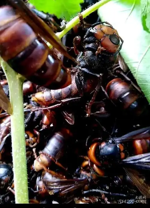 世界上最大的马蜂#大金环胡峰