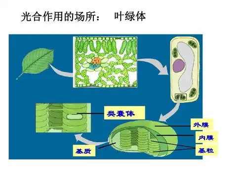 光合作用理科一轮复习 光合作用的场所: 叶绿体 类囊体 外膜 内膜