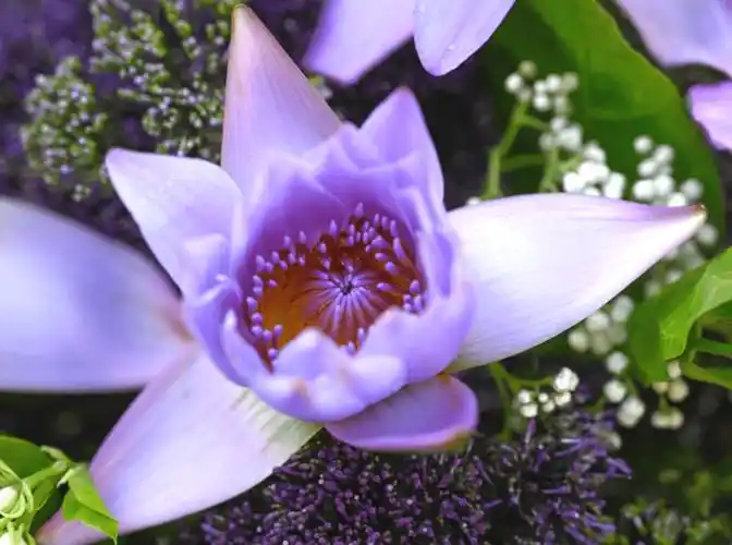 香期供花 | 九品莲花供三宝,祈愿一切有情花开见佛悟无生