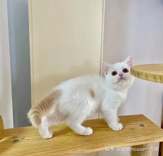 英短乳白梵色弟弟 - 知乎