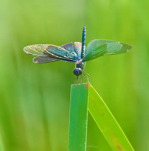趣说蜻蜓 - 美篇