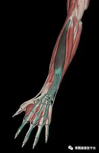 基础触诊教学:跟手指相关的肌肉