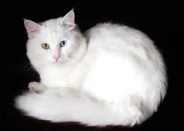 波斯猫吃什么比较好呢