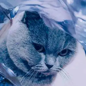 臭蛋是只英短蓝猫的个人主页 - 西瓜视频