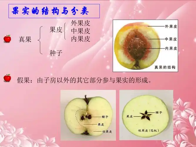 四年级科学下册果实的结构1课件首师大版
