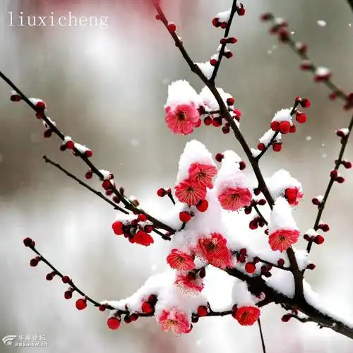 雪中梅花