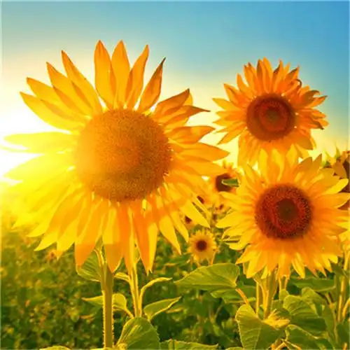 适合永久做头像的图片唯美